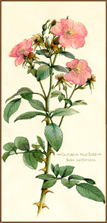 California Wild Rose