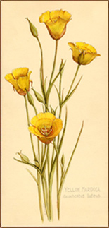 Yellow Mariposa Lily