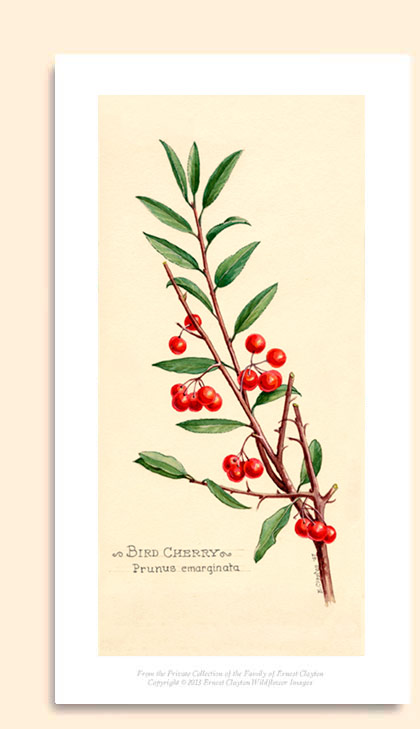 bitter cherry or bird cherry