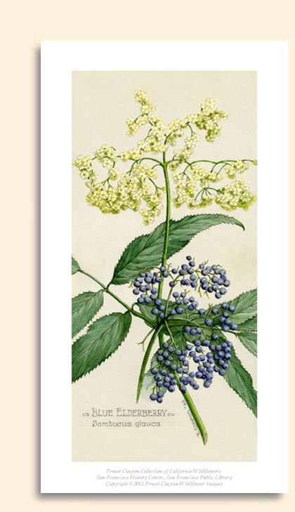 blue elderberry