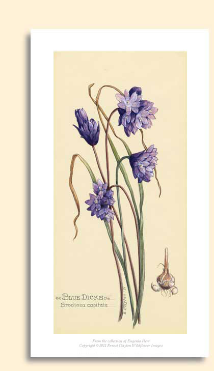 brodiaea