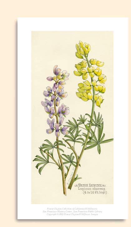 bush lupine