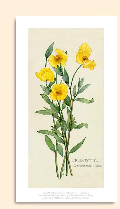 bush poppy