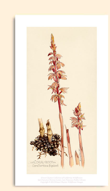 coral root zoom image