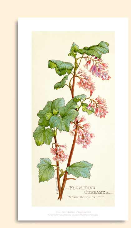 flowering currant zoom image