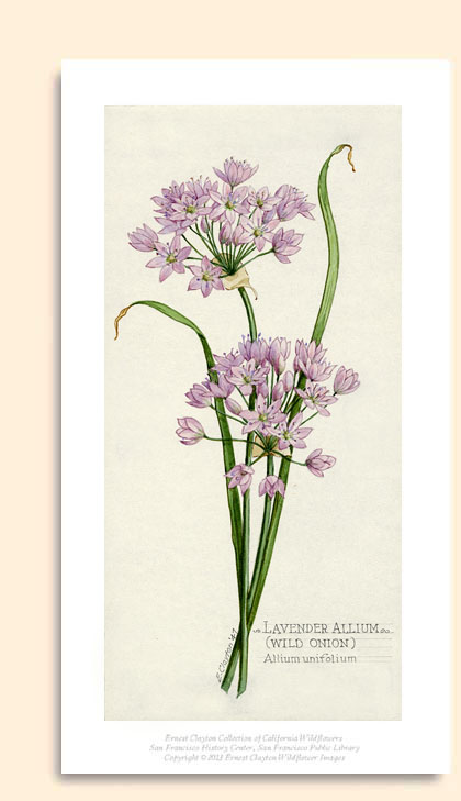 Lavendar Allium