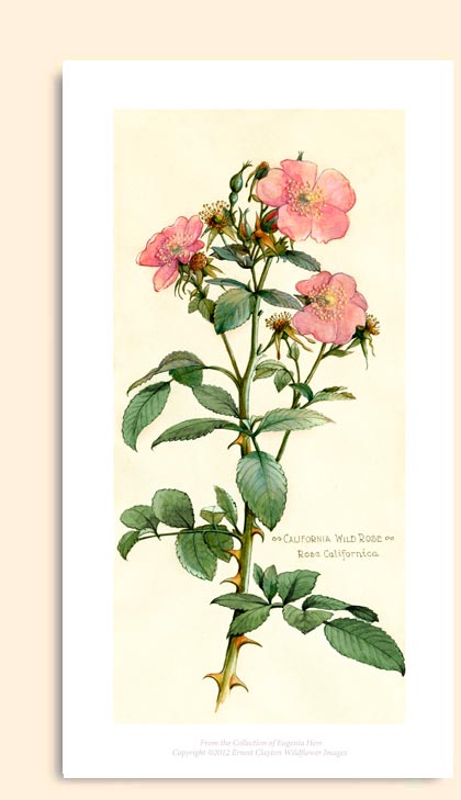 Clarita Summer Flat Wild Rose