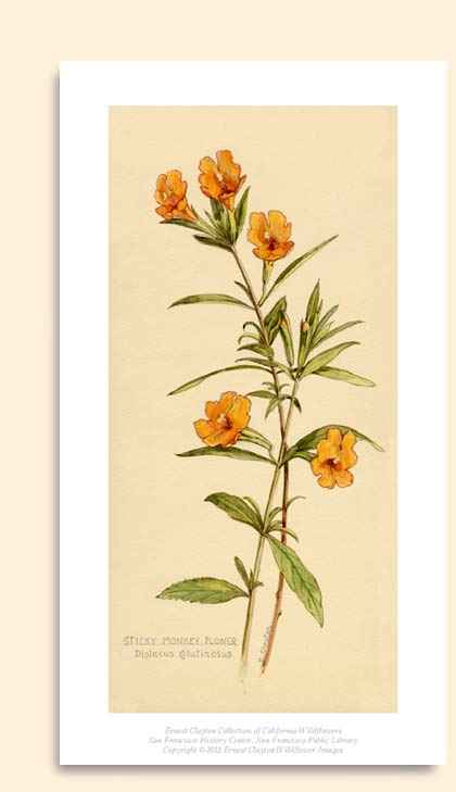 sticky monkey flower