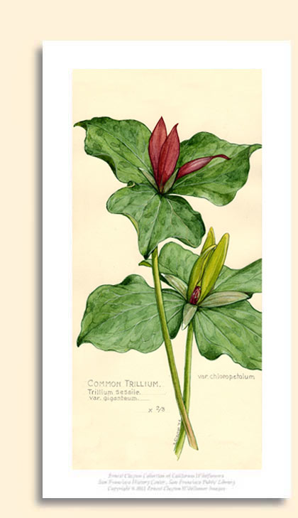 trillium